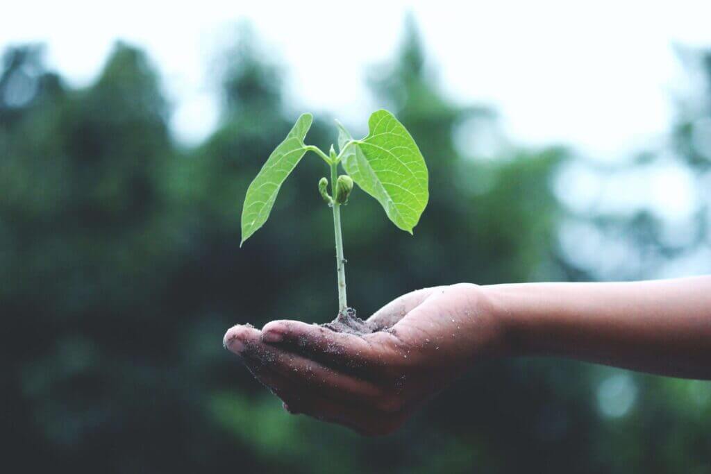 een hand die een klein plantje vasthoudt